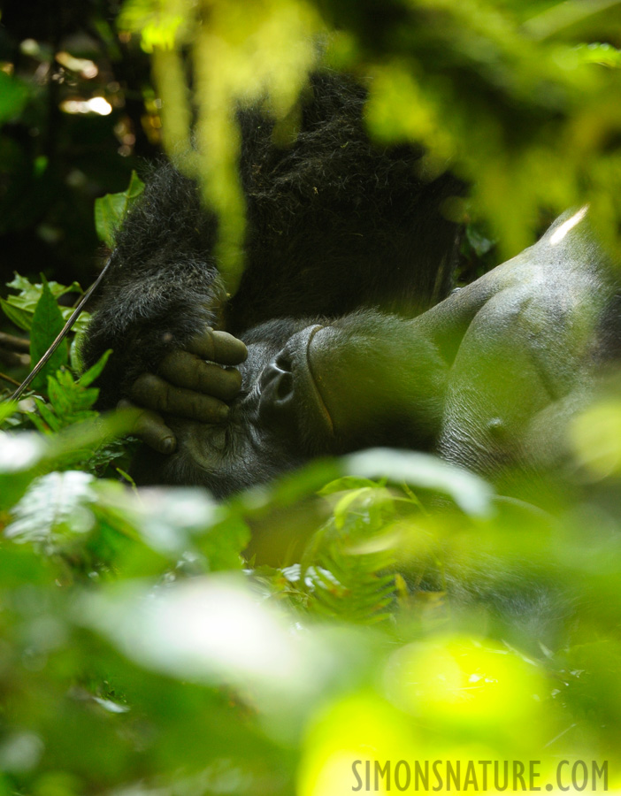 Gorilla beringei beringei [400 mm, 1/50 Sek. bei f / 5.6, ISO 1600]